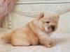 Puppies for sale Romania, Alexandria Chow Chow