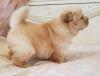 Puppies for sale Belarus, Maladzyechna Chow Chow