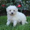 Puppies for sale Canada, Alberta Poodle