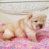 Puppies for sale Slovakia, Czech-budievitsy Chow Chow