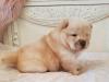 Puppies for sale Belgium, Bruges Chow Chow