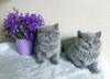 Kittens for sale Austria, Vienna British Shorthair