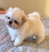 Puppies for sale Canada, British Columbia, Vancouver Shih Tzu