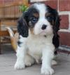 Puppies for sale Italy, Milan King Charles Spaniel