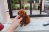 Puppies for sale Lithuania, Jonishkis Toy-poodle