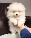 Puppies for sale USA, Louisiana Pomeranian Spitz