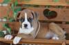 Puppies for sale Netherlands, Amsterdam Boxer