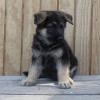 Puppies for sale Greece, Heraklion German Shepherd Dog