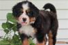 Продам щенка France, Paris Bernese Mountain Dog
