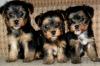 Puppies for sale Ireland, Dublin Yorkshire Terrier