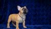 Dogs  free Germany, Gelsenkirchen French Bulldog