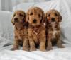 Puppies for sale Germany, Leipzig , Cockapoo