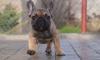 Dogs  free Germany, Linden French Bulldog