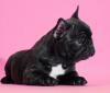 Dogs  free Netherlands, Arnhem French Bulldog, French Bulldog