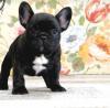 Dogs  free Germany, Giessen French Bulldog