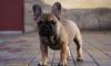 Dogs  free Germany, Oldenburg French Bulldog