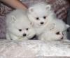 Puppies for sale Cyprus, Nicosia Pomeranian Spitz