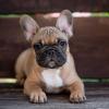 Dogs  free Romania, Dirlosh French Bulldog