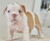 Puppies for sale Finland, Helsinki English Bulldog