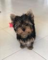 Puppies for sale Slovakia, Bridge Yorkshire Terrier