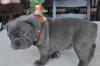 Puppies for sale United Kingdom, Aberdeen French Bulldog