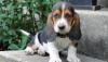 Puppies for sale Cyprus, Larnaca Basset Hound