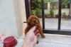 Puppies for sale Slovakia, Bratislava Toy-poodle