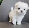 Puppies for sale Italy, Milan Maltese