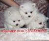 Puppies for sale Finland, Rovaniemi Pomeranian Spitz