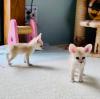 Puppies for sale United Kingdom, Chesterfield , Fennec Fox