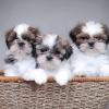 Puppies for sale Portugal, Lisbon Shih Tzu