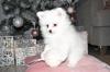 Puppies for sale Cyprus, Nicosia Pomeranian Spitz