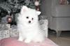 Puppies for sale Austria, Linz Pomeranian Spitz