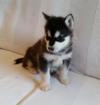 Puppies for sale Cyprus, Nicosia Other breed, Alaskan Malamute