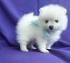 Puppies for sale Hungary, Budapest Pomeranian Spitz