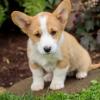 Puppies for sale Canada, Newfoundland and Labrador , welsh corgi,pembroke