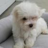 Puppies for sale Luxembourg, Dudelange Maltese