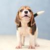 Puppies for sale Estonia, Tartu Beagle