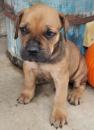 Puppies for sale Ukraine, Odessa , Cane Corso Mastif