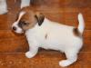 Puppies for sale Moldova, Cahul Jack Russell Terrier