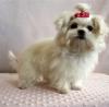 Puppies for sale Ireland, BLARNEY Maltese