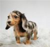 Puppies for sale Netherlands, Amsterdam Dachshund