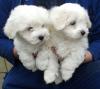 Puppies for sale Portugal, Lisbon Maltese