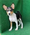 Puppies for sale Moldova, Cahul Basenji