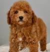 Puppies for sale Belgium, Bruges Toy-poodle