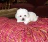 Puppies for sale Ireland, Dublin , Toy poodle