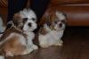 Puppies for sale Finland, Helsinki Shih Tzu