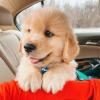 Puppies for sale Germany, Duisburg Golden Retriever