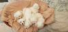 Puppies for sale Russia, Archangel Maltese