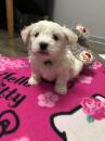 Puppies for sale Ukraine, Zaporizhzhya Maltese